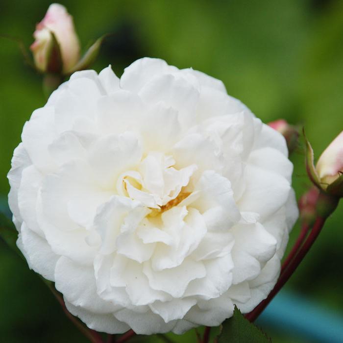 Отзывы о розе Айсберг